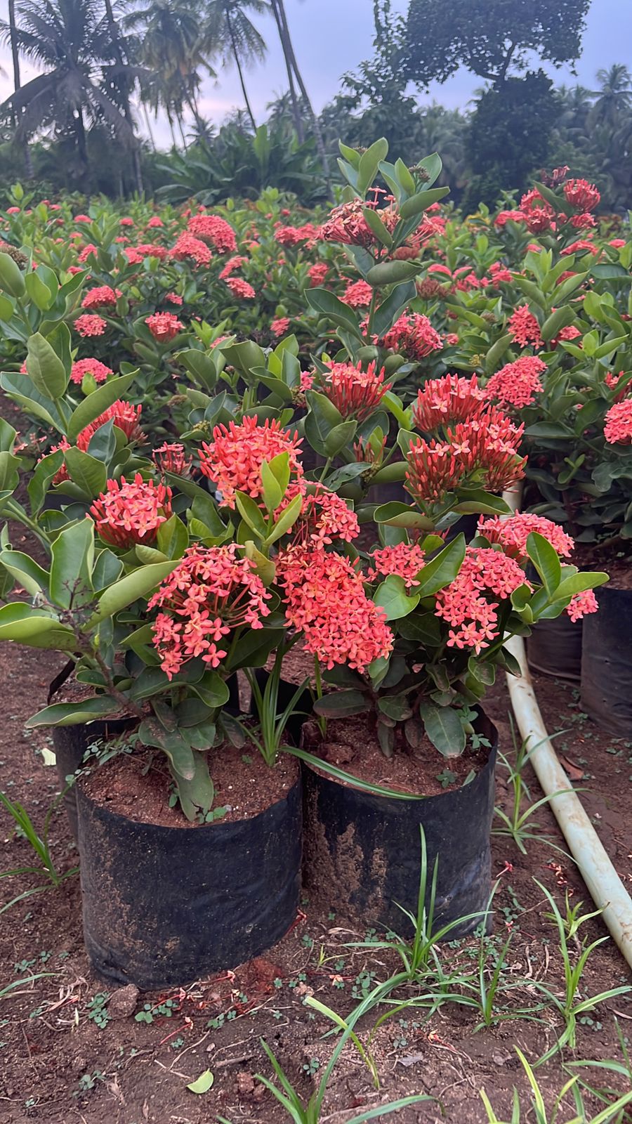 Our Lush Nursery Gardens